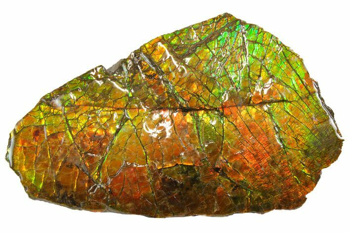 Iridescent Ammolite (Fossil Ammonite Shell) - Alberta, Canada #162388